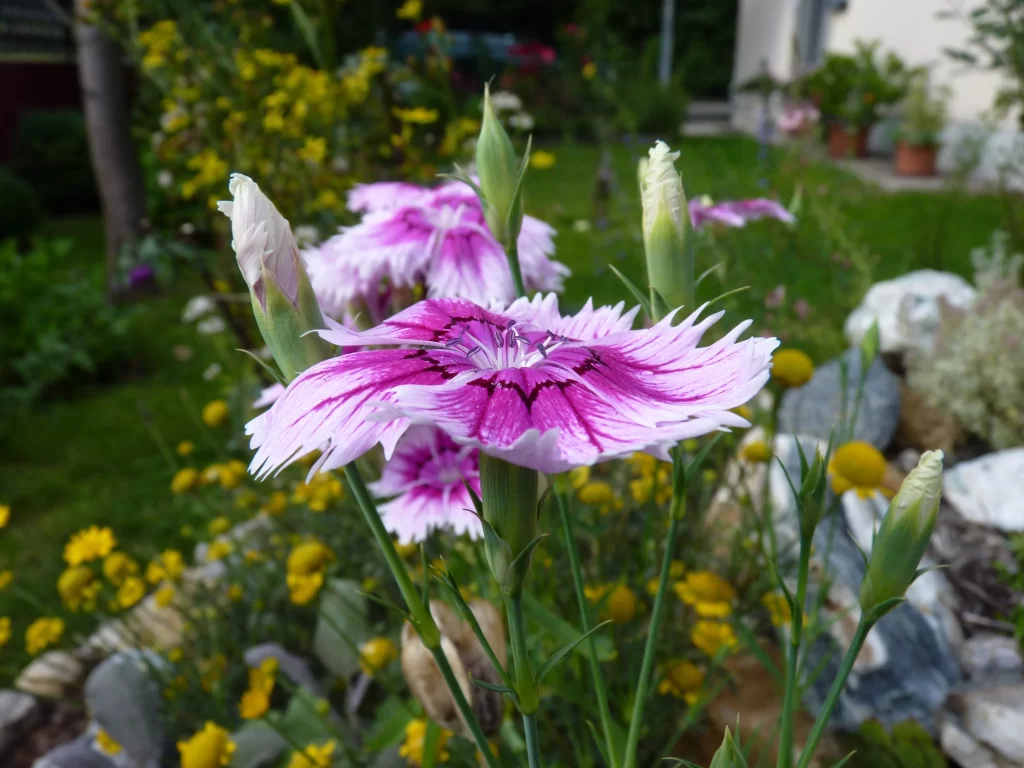 Pink Carnation Bloom Petals gray Garden