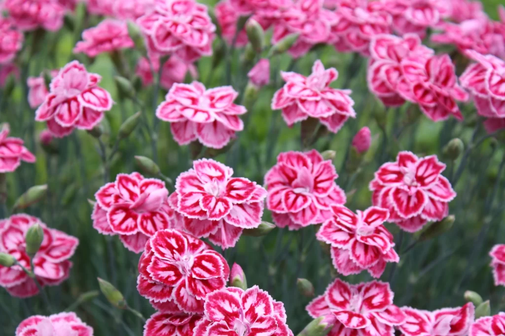Pink Carnation Bloom Petals warm Greenery