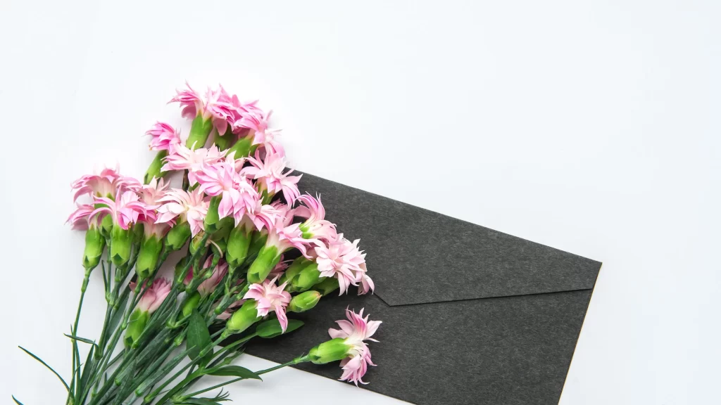 Pink Carnation Bloom Petals Green gray Stems
