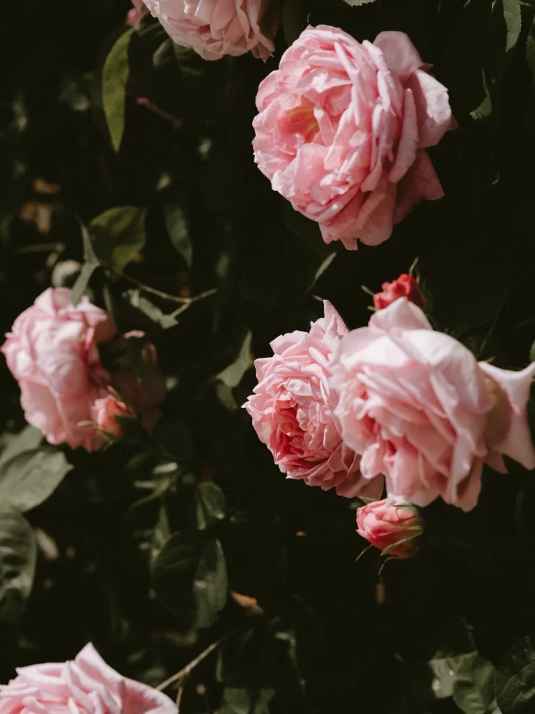 Pink Carnation Bloom Petals Dark Background