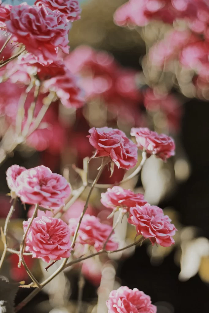 Pink Carnation Bloom Petals warm Garden