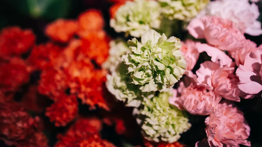 Pink Carnation Bloom Petals Green