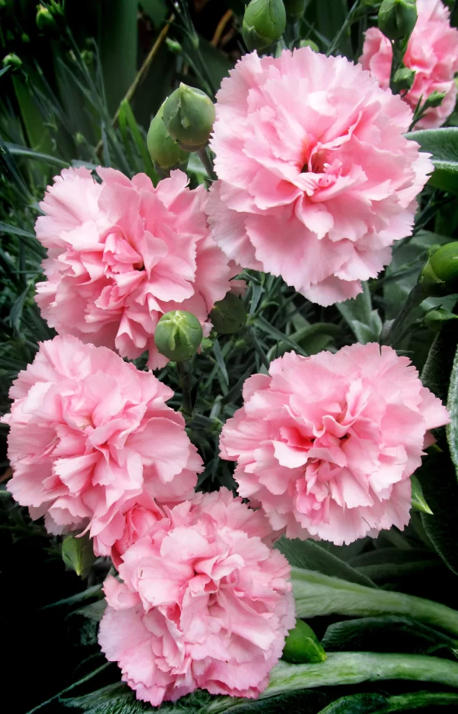 Pink Carnation Bloom Petals Ruffled gray Green