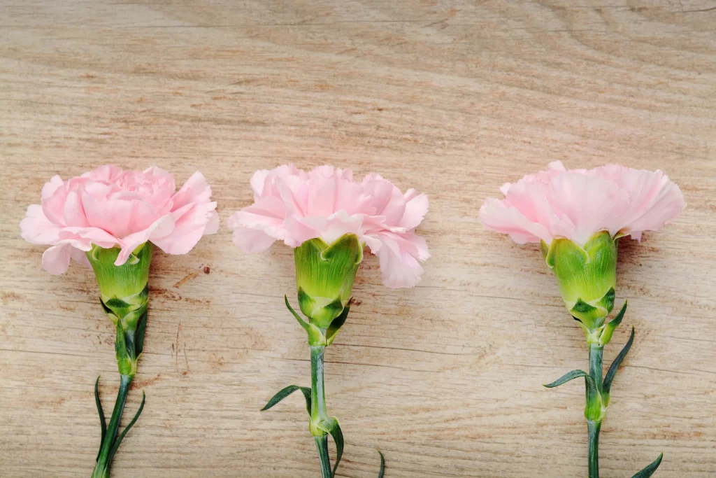Pink Carnation Bloom Petals Green gray Stems