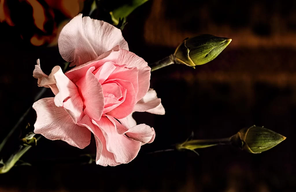 Pink Carnation Bloom Petals Green Buds