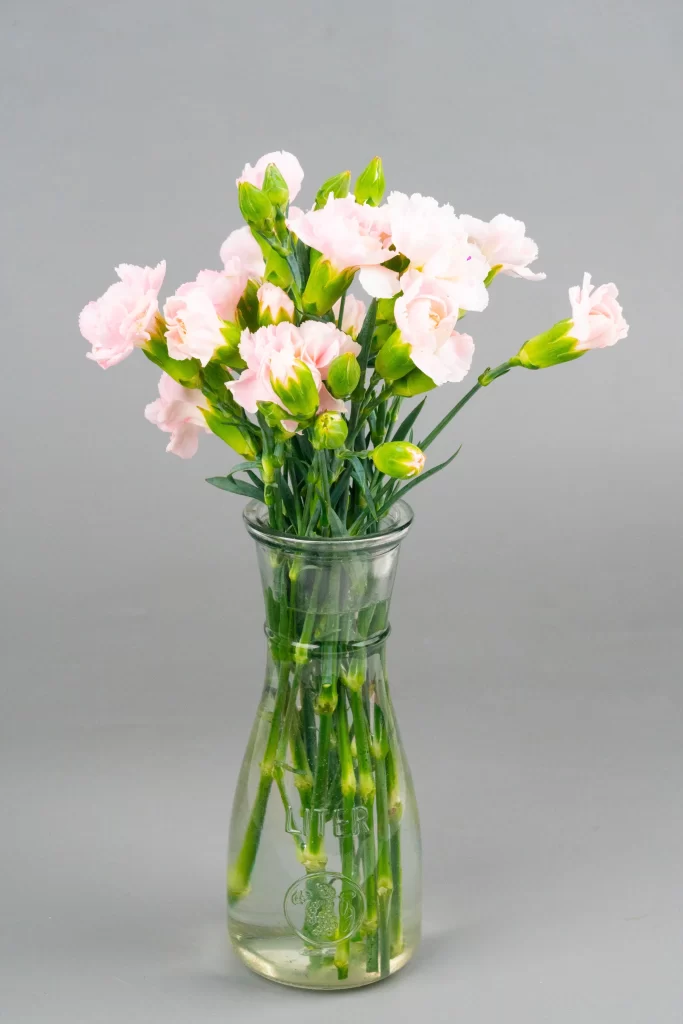 Pink Carnation Bloom Petals Green Stems Vase
