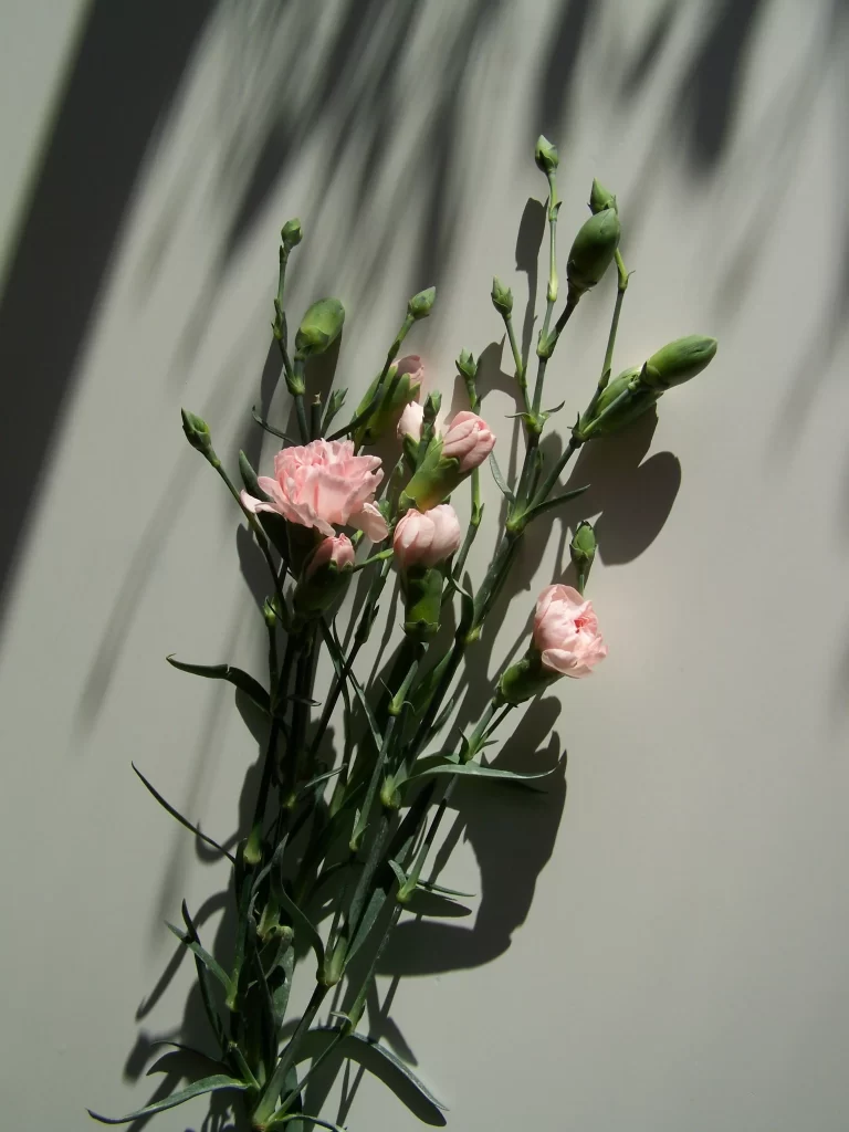 Pink Carnation Bloom Petals Green gray Stems