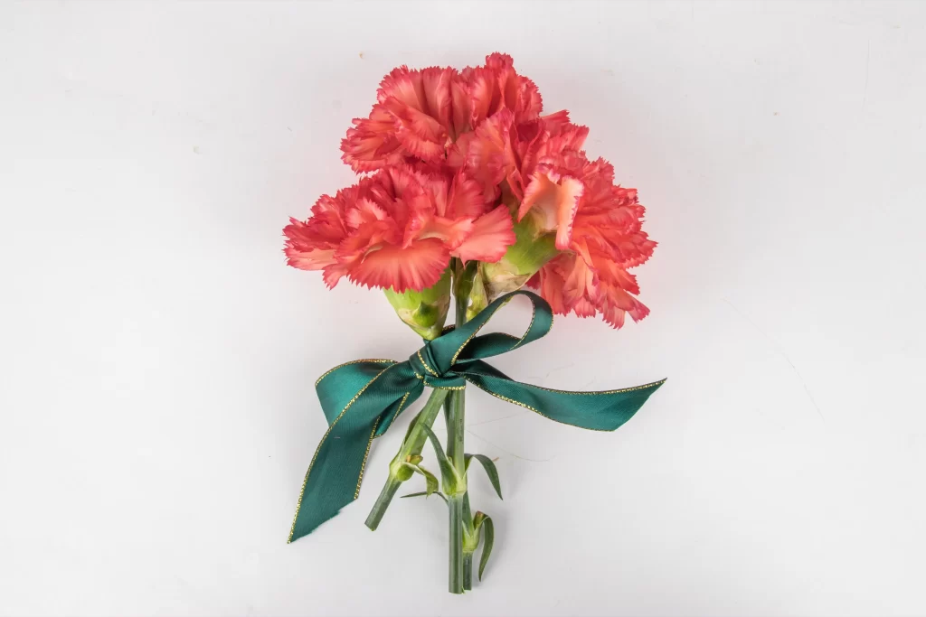 Pink Carnation Bloom Petals Green Ribbon