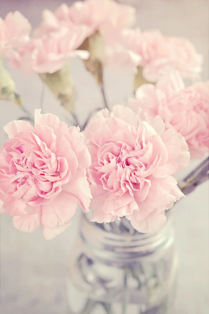 Pink Carnation Bloom Petals gray Vase