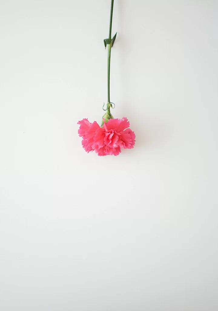 Pink Carnation Bloom Petals Stem white Green