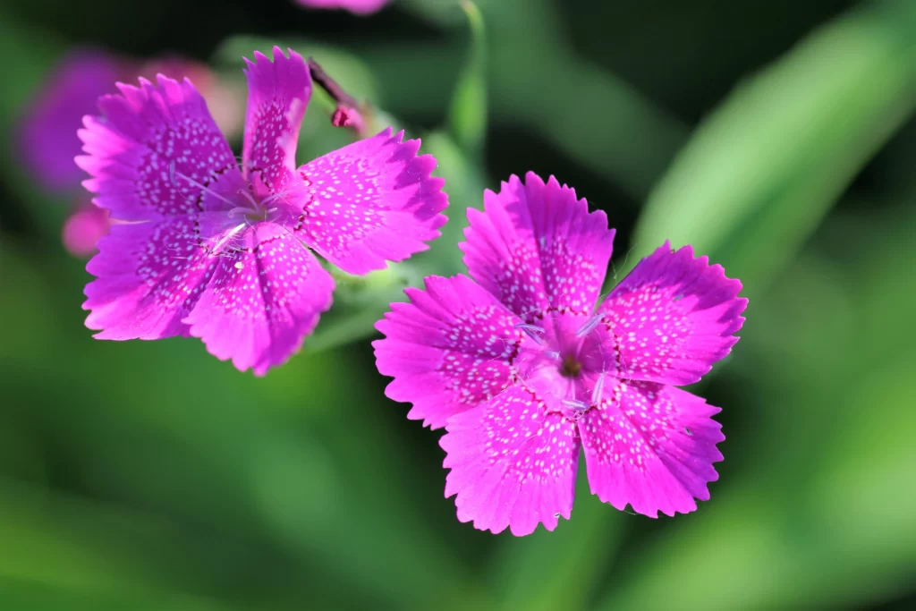 Pink Carnation Bloom Petals Speckled Green