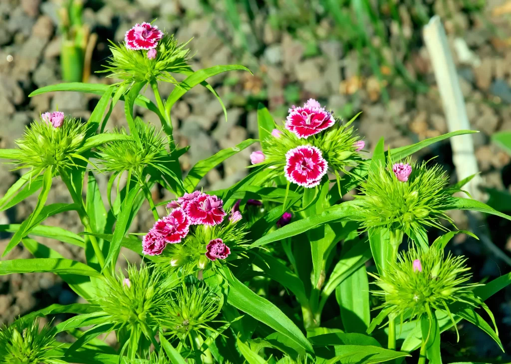 Pink Carnation Bloom Petals Green warm Leaves