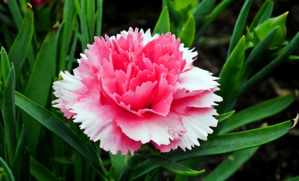 Pink Carnation Bloom Petals Green gray Leaves