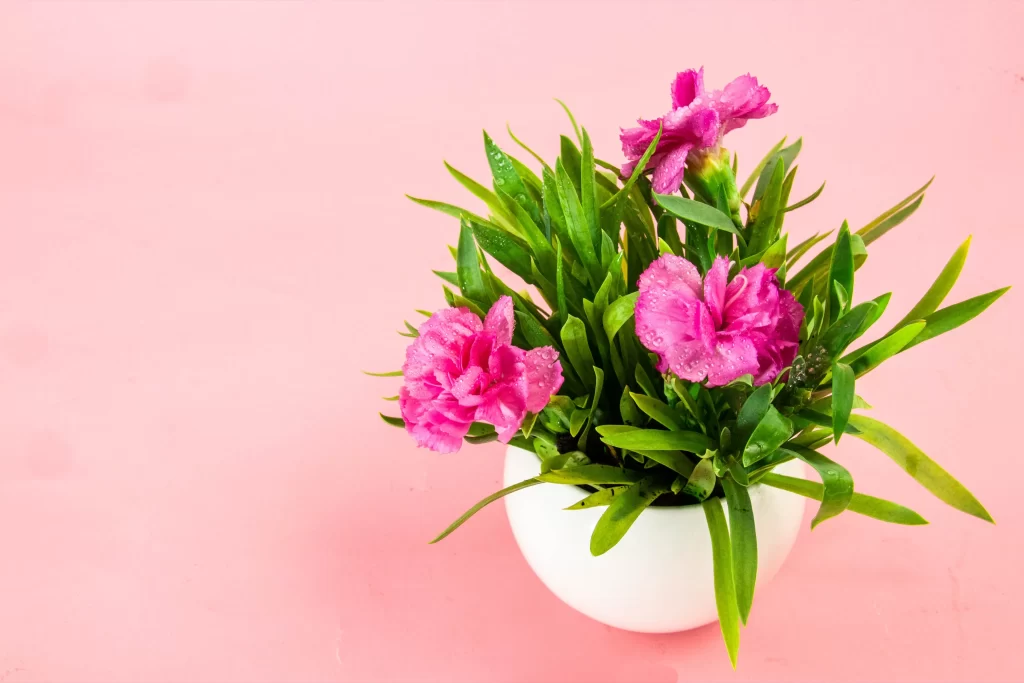 Pink Carnation Bloom Petals Greenery White warm Vase