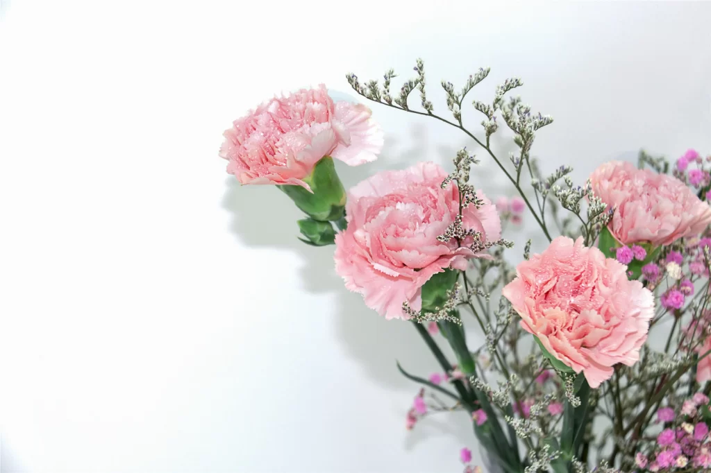 Pink Carnation Bloom Petals white Greenery