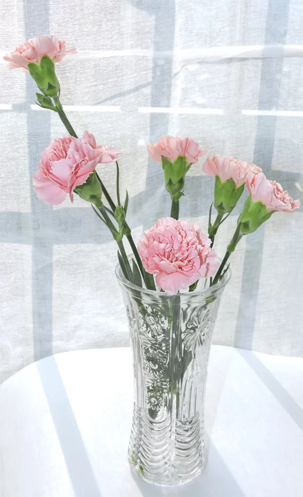 Pink Carnation Bloom Petals white Vase