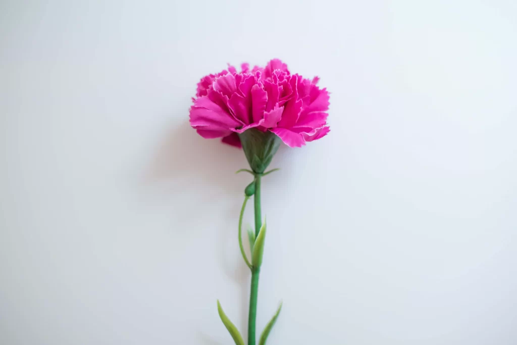 Pink Carnation Bloom Petals Stem white Green