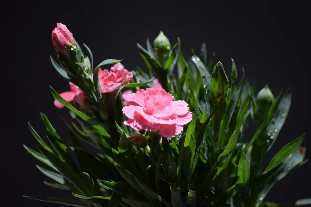 Pink Carnation Bloom Petals Dewdrops Green Leaves