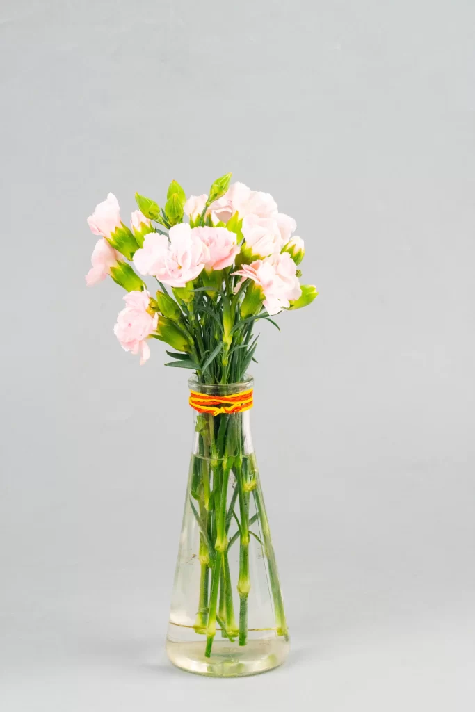Pink Carnation Bloom Petals Vase Green Stems