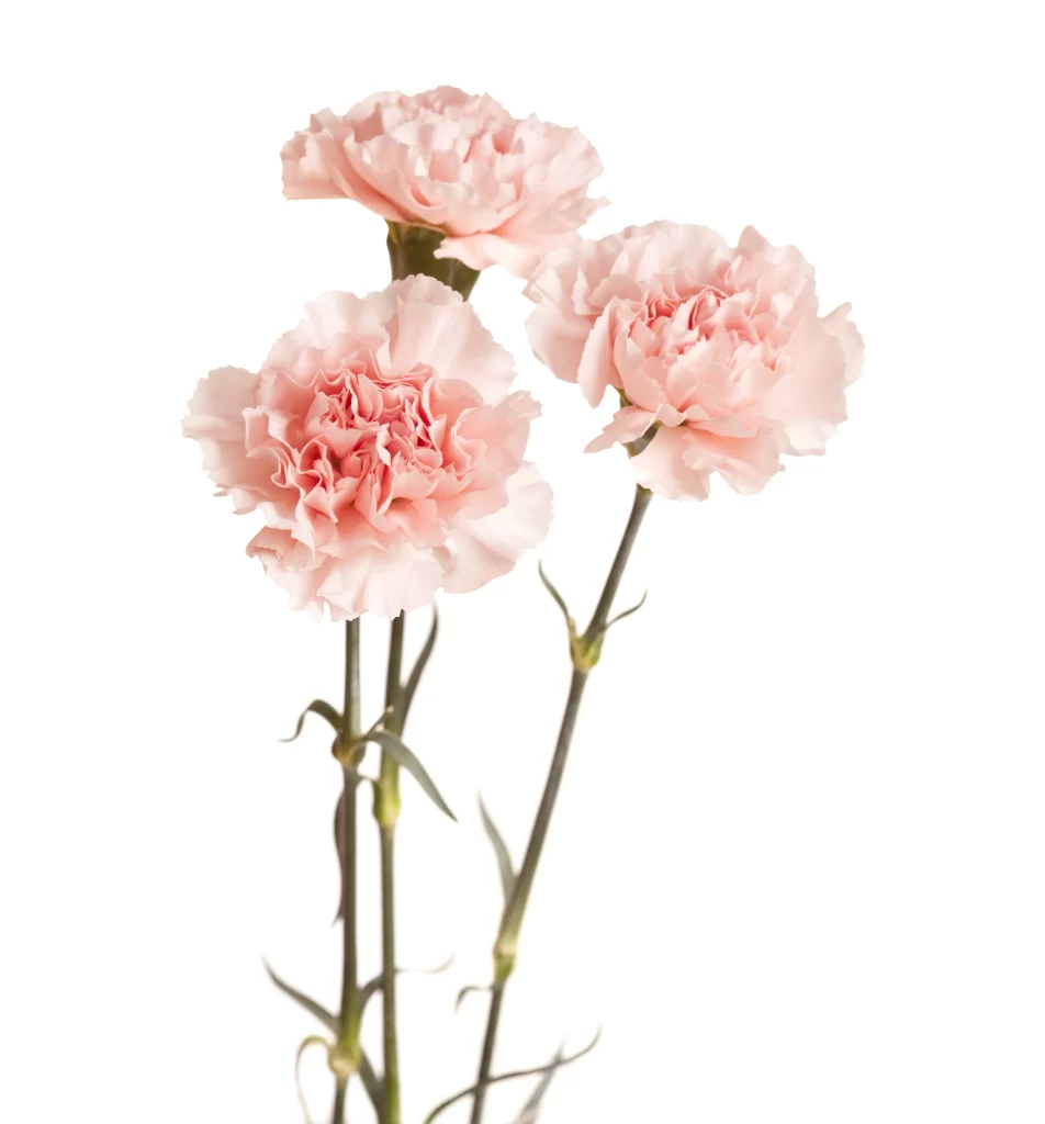 Pink Carnation Bloom Petals Ruffled Stems
