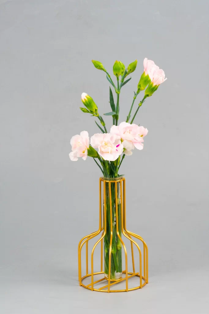Pink Carnation Bloom Petals Green gray Stems