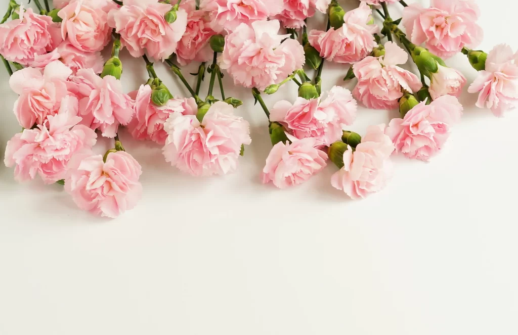 Pink Carnation Bloom Petals Green gray Stems