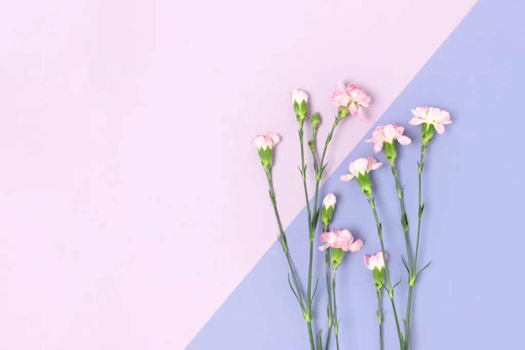 Pink Carnation Bloom Petals Green white Stems