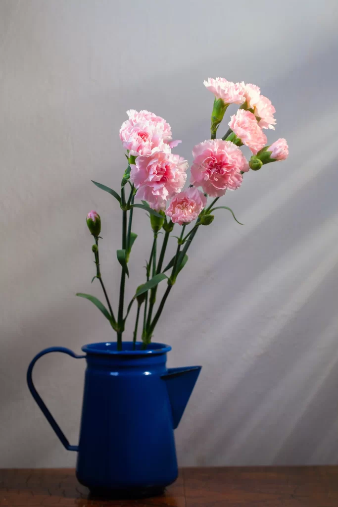 Pink Carnation Bloom Petals Vase Blue
