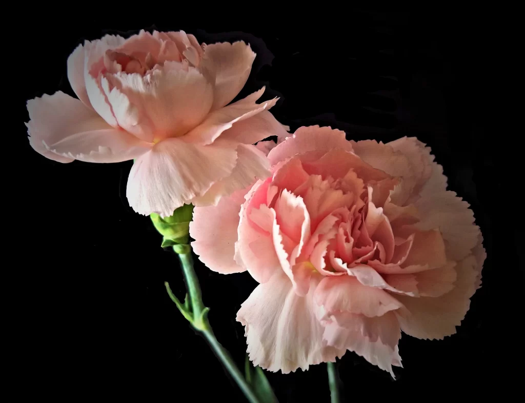 Pink Carnation Bloom Petals Ruffled Edges