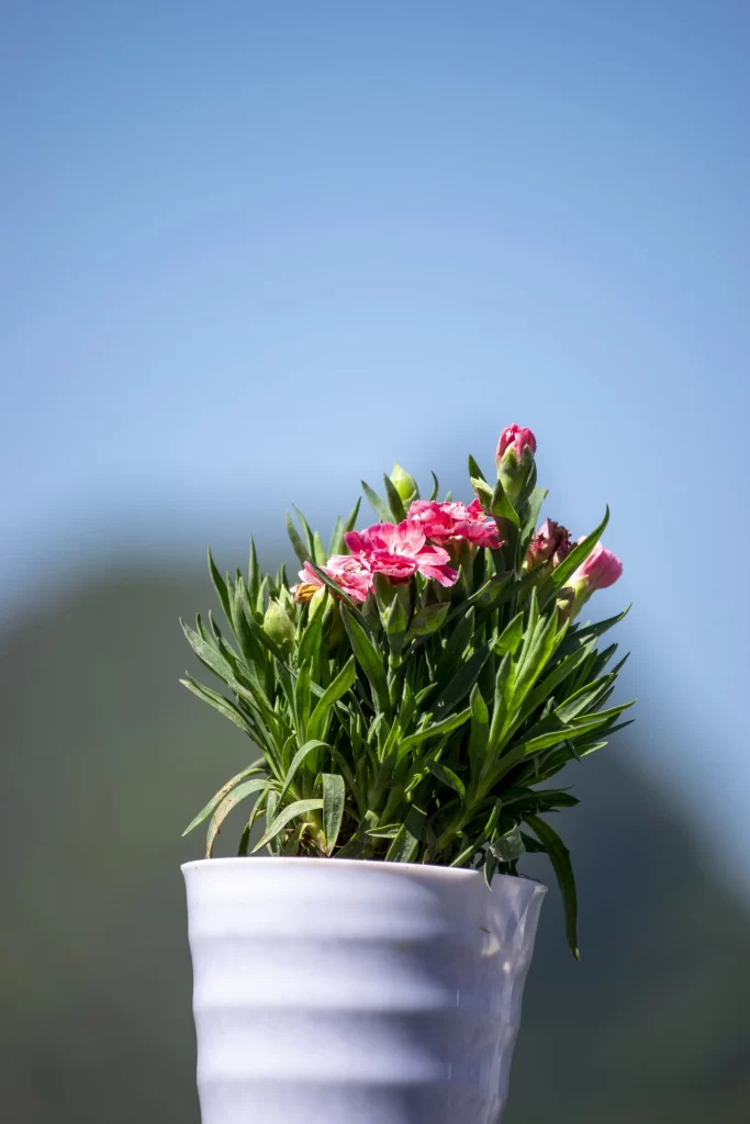 Pink Carnation Bloom Petals Greenery White gray Vase