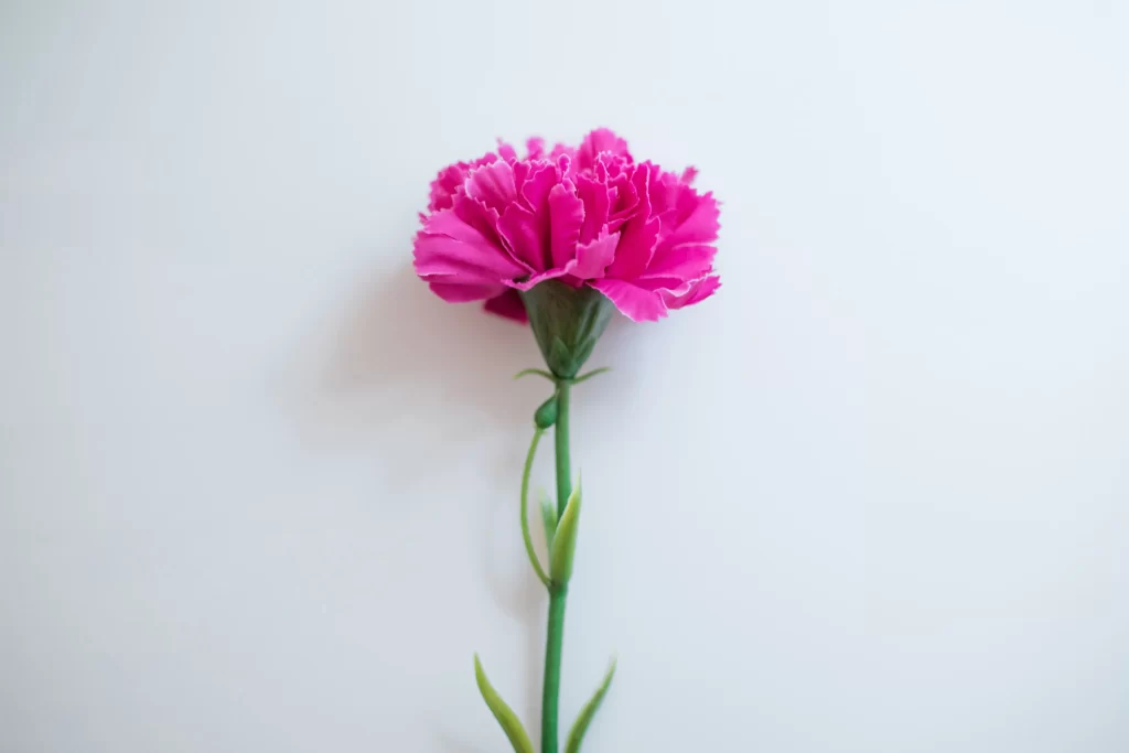 Pink Carnation Bloom Petals Green white Stem
