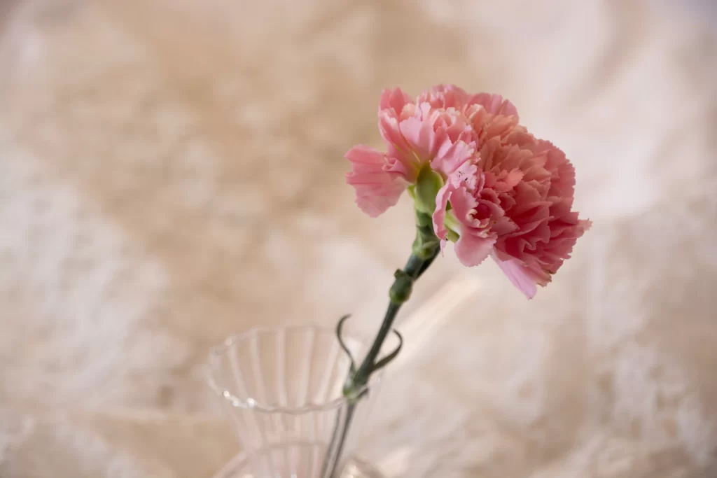 Pink Carnation Bloom Petals gray Vase