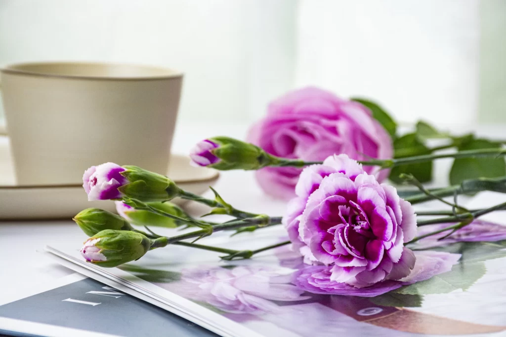 Pink Carnation Bloom Petals Magazine