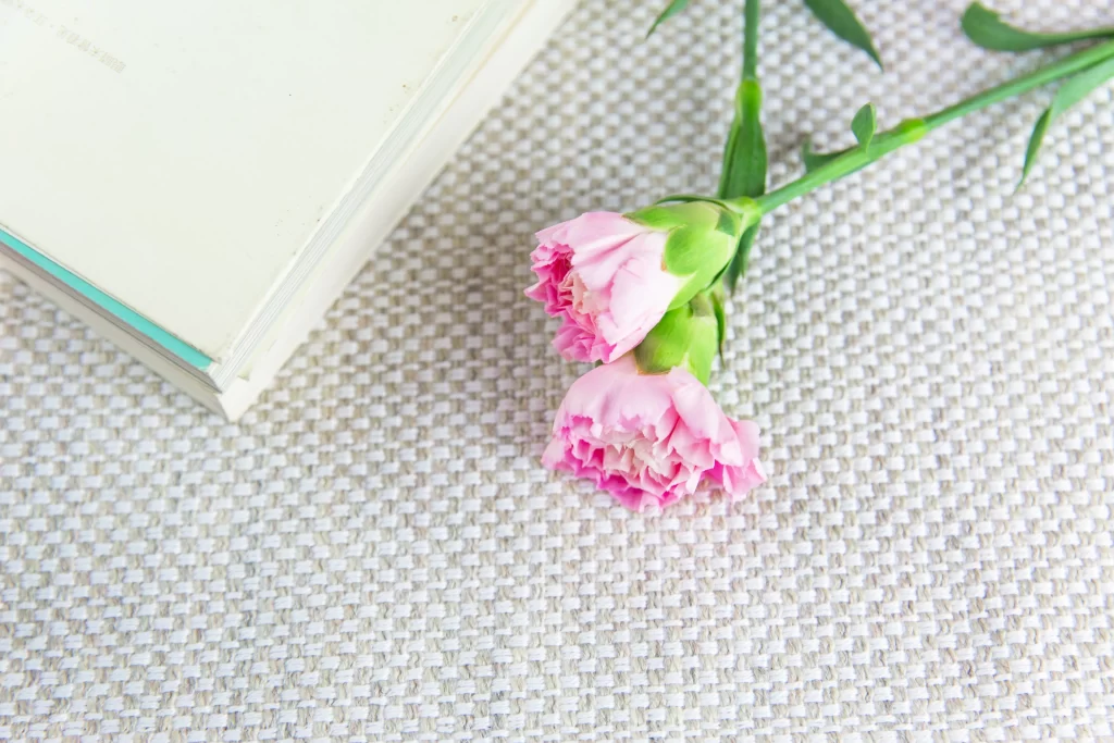 Pink Carnation Bloom Petals Green white Stems