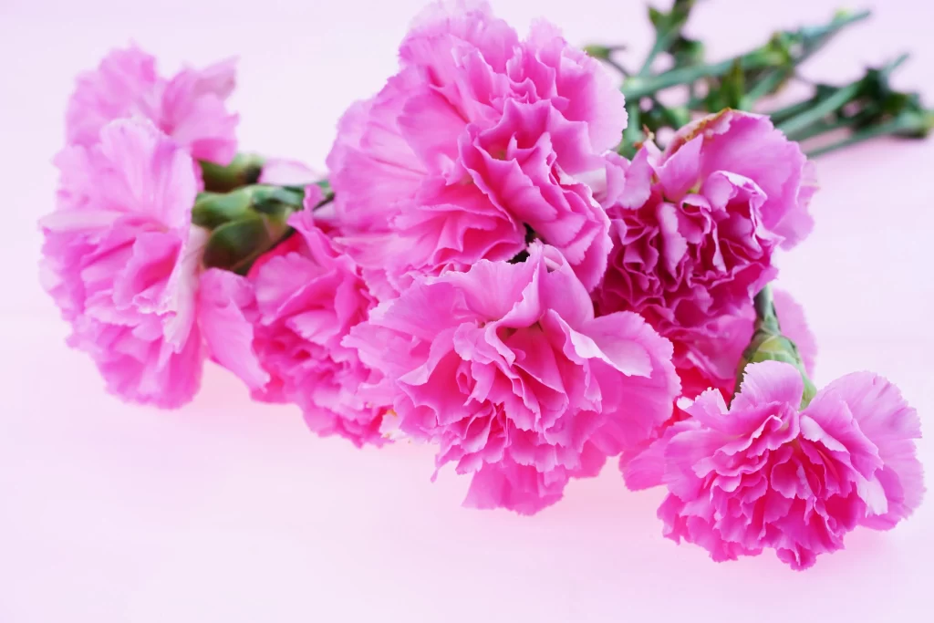 Pink Carnation Bloom Petals Ruffled warm Green