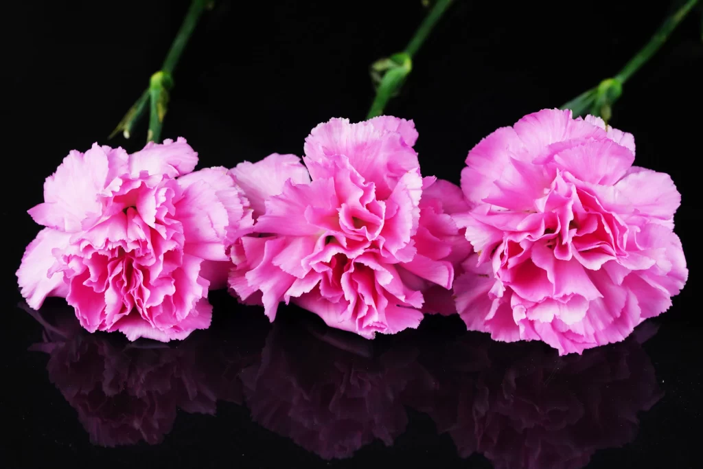 Pink Carnation Bloom Petals Ruffled Dark warm Background