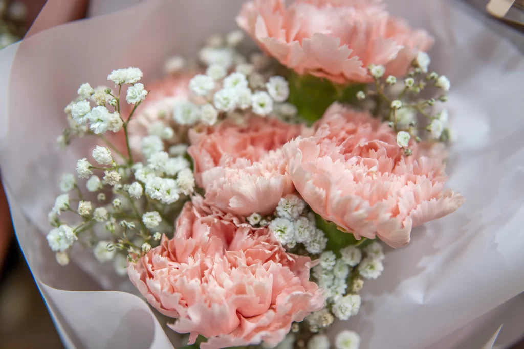 Pink Carnation Bloom Petals White Babys Breath
