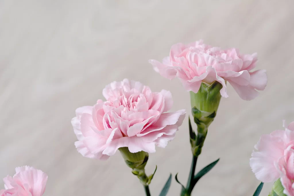 Pink Carnation Bloom Petals Green gray Stems