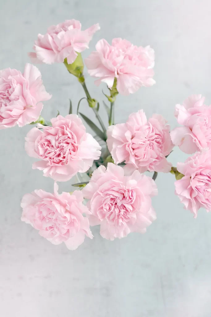 Pink Carnation Bloom Petals Soft Texture