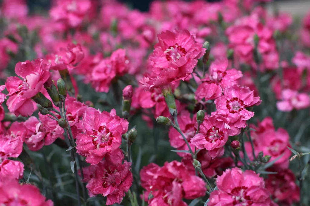 Pink Carnation Bloom Petals Dewdrops
