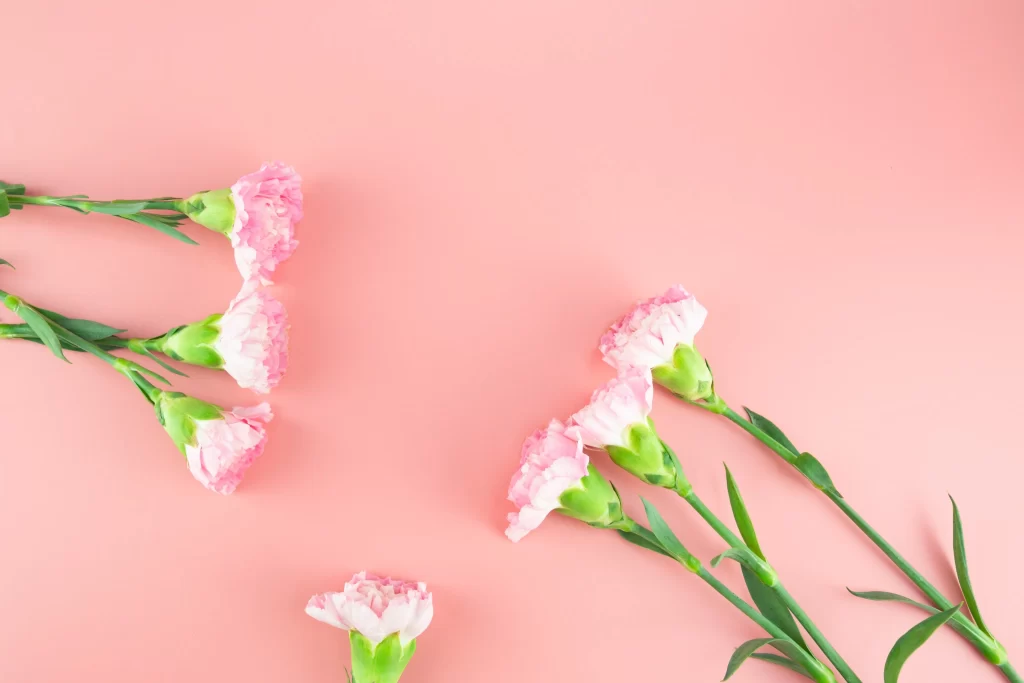 Pink Carnation Bloom Petals Green warm Stems