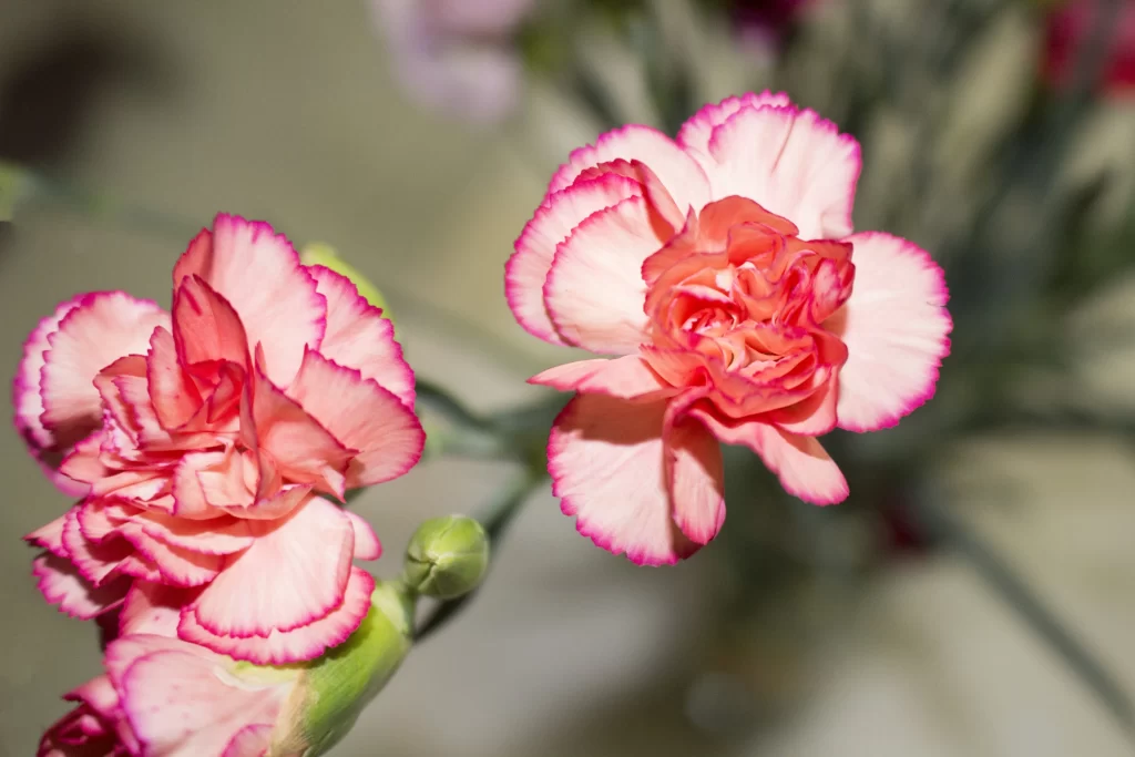 Pink Carnation Bloom Petals Edges Green