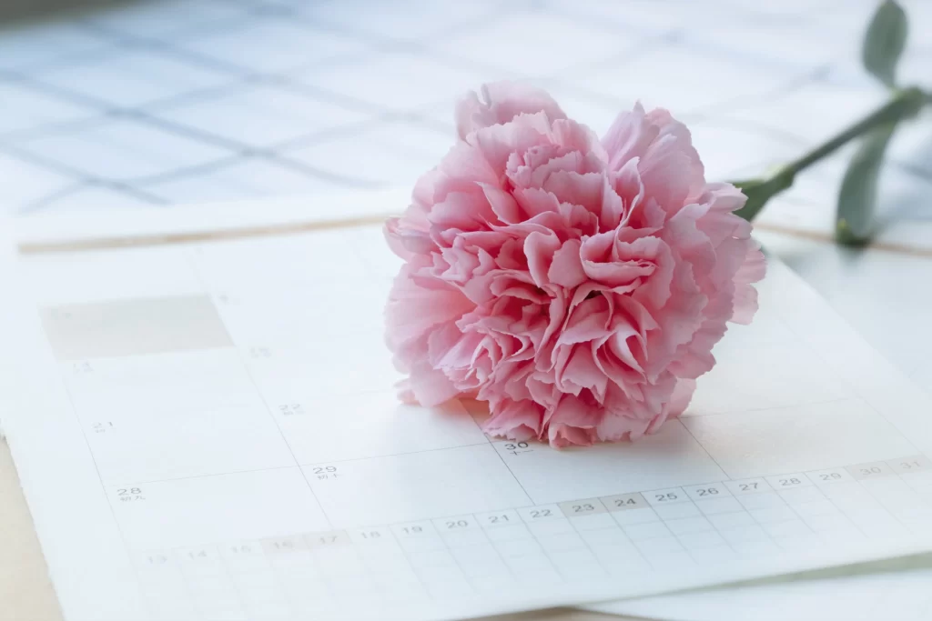 Pink Carnation Bloom Petals Ruffled Soft