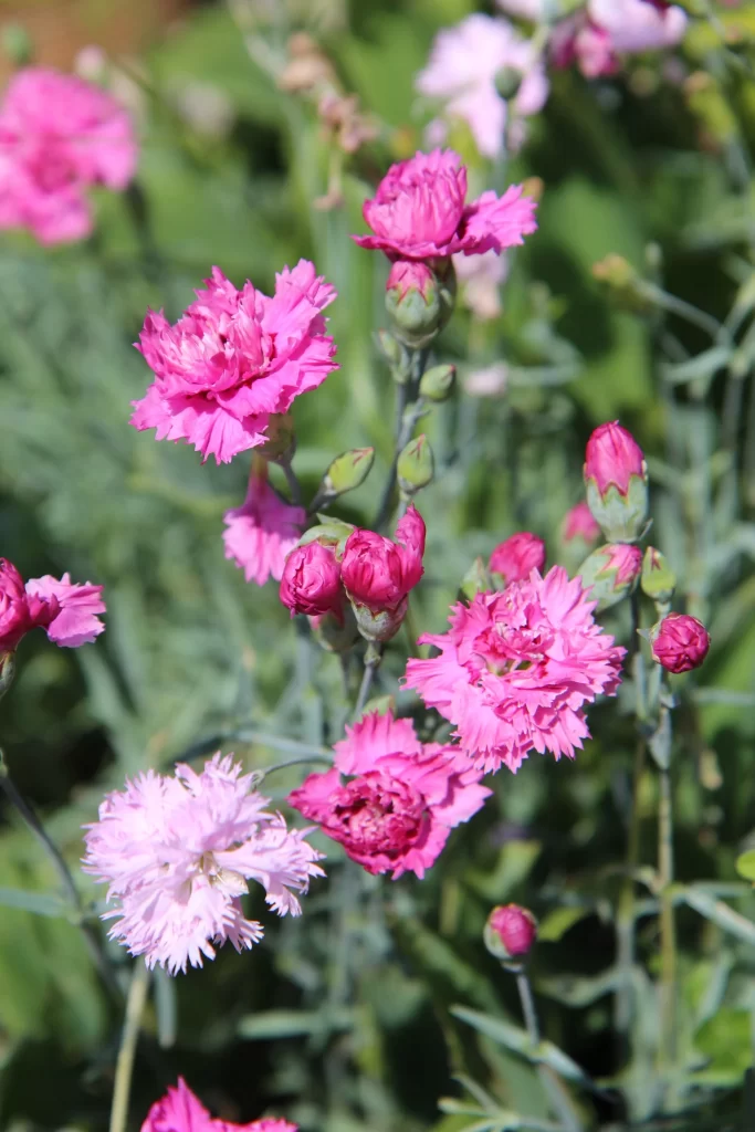 Pink Carnation Blooms Petals Greenery