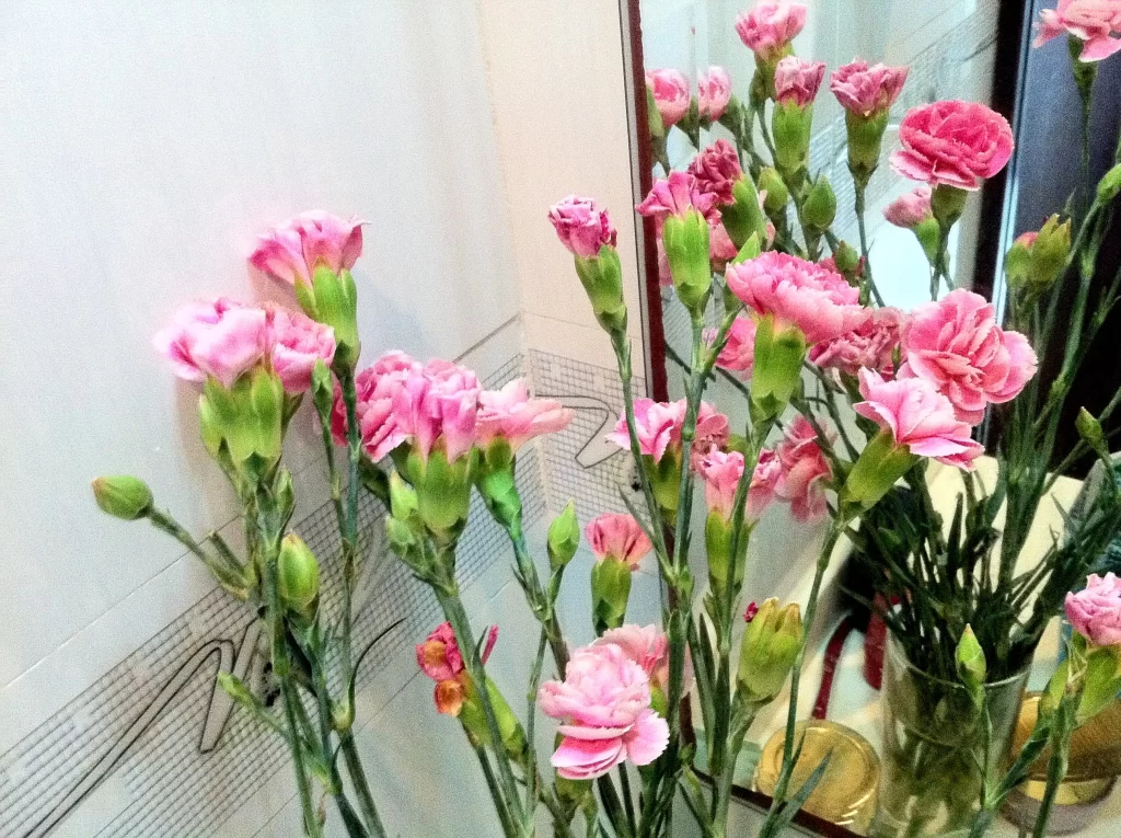 Pink Carnation Blooms Petals Green Stems