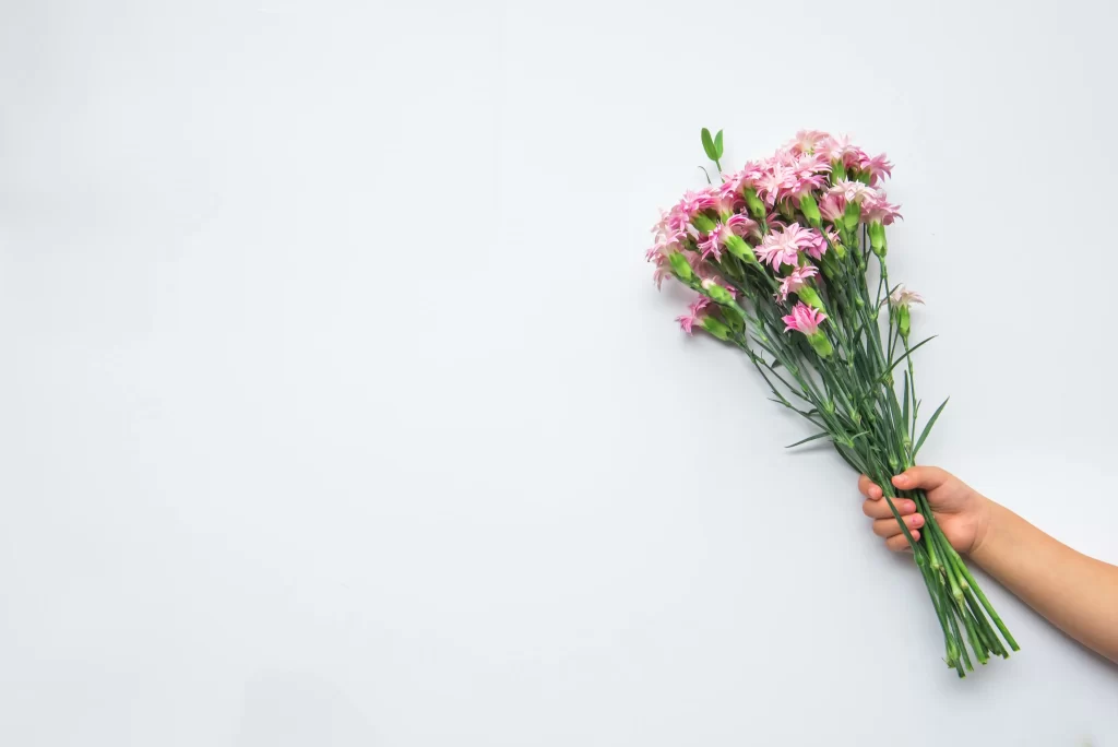 Pink Carnation Bouquet Green Stems White Background