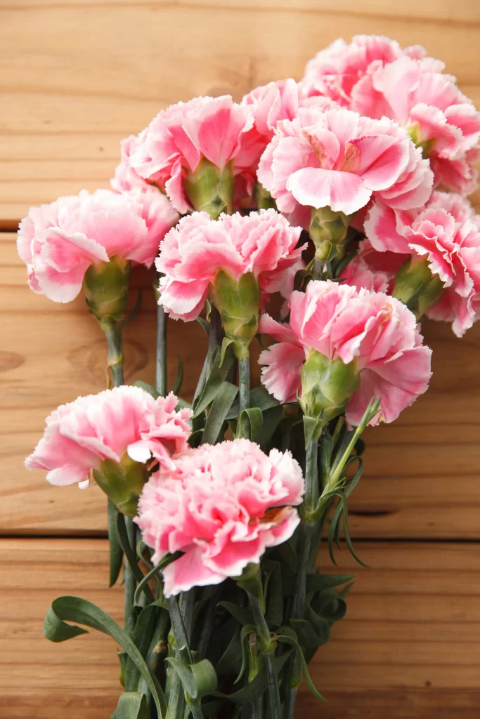 Pink Carnation Bouquet Petals Green warm Stems