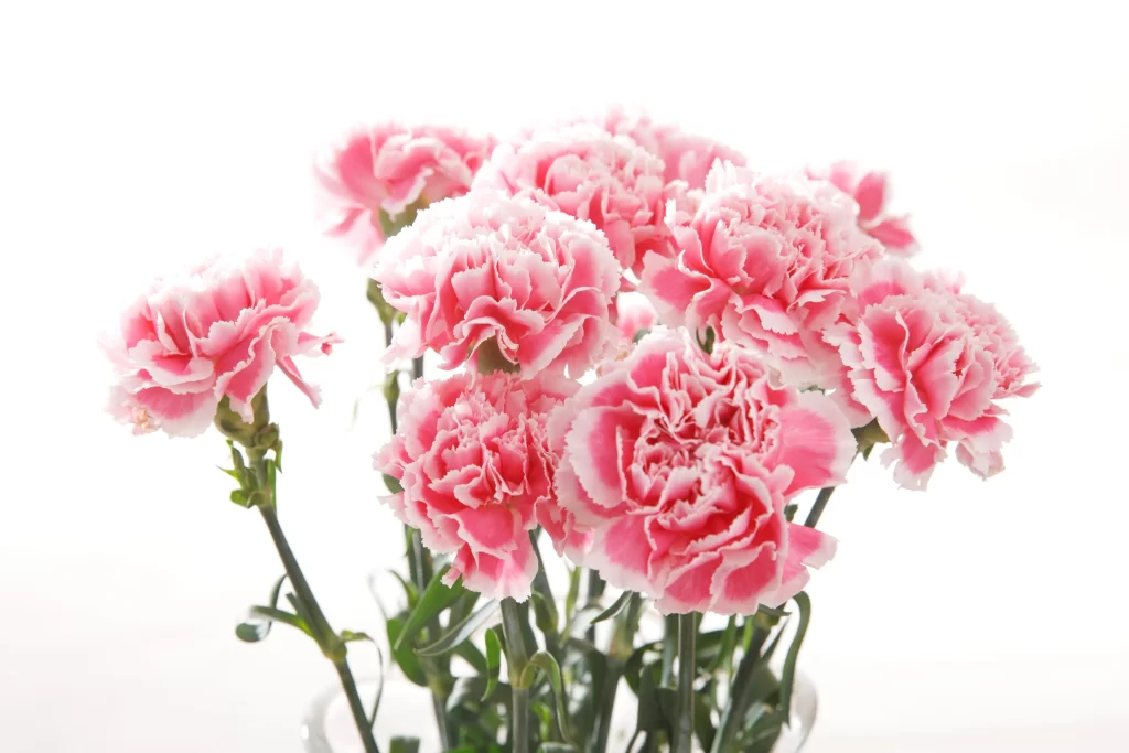 Pink Carnation Bouquet Petals Ruffled Green Stems