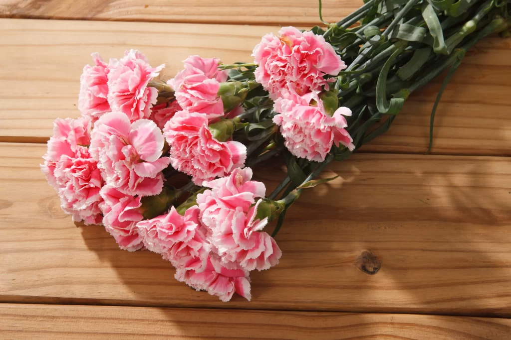 Pink Carnation Bouquet Petals Green warm Stems