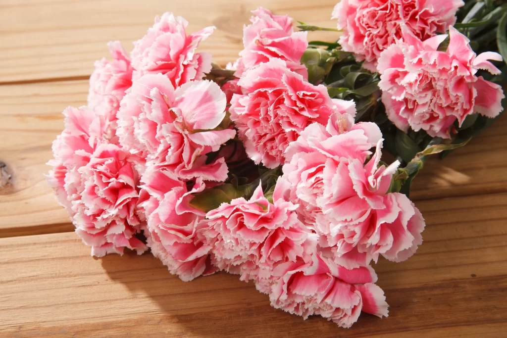 Pink Carnation Bouquet Petals Ruffled Edges Green Stems